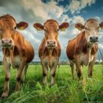 Contrato futuro de leite chega para blindar produtor da volatilidade 🥛 Novo instrumento promete transformar receita incerta em variável mais previsível para o produtor. Entenda como funciona.
