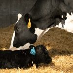Angus on Dairy transforma vaca leiteira em fonte extra de renda 🐄 Uma escolha na hora da inseminação pode render um bezerro bem mais valioso. Entenda a lógica por trás do Angus on Dairy.