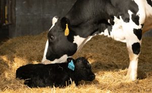 🐄 Uma escolha na hora da inseminação pode render um bezerro bem mais valioso. Entenda a lógica por trás do Angus on Dairy.