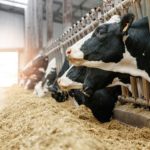 Monitoramento inteligente muda a gestão de bezerros no México monitoramento