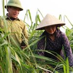 Plantio único, colheita o ano todo: o capim que sustenta rebanhos leiteiros 🌾 De lavouras que davam prejuízo a uma cultura que rende todos os meses: a história por trás dessa mudança no campo vietnamita.