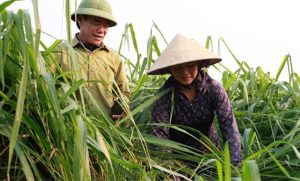 🌾 De lavouras que davam prejuízo a uma cultura que rende todos os meses: a história por trás dessa mudança no campo vietnamita.