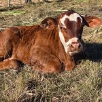 El Niño pode custar R$ 6 por dia em cada animal no RS Niño