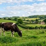 Brasil reconhece dumping no leite, mas tarifa segue parada Uma investigação oficial confirmou o que o setor leiteiro denunciava. E mesmo assim, nada mudou na fronteira 🐄