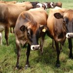 Como a gestão por indicadores blindou fazendas da crise leiteira 🐄 Entre 2025 e 2026, o preço do leite caiu — mas nem todas as fazendas sofreram do mesmo jeito. Entenda o que mudou o resultado final.