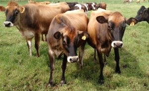 🐄 Entre 2025 e 2026, o preço do leite caiu — mas nem todas as fazendas sofreram do mesmo jeito. Entenda o que mudou o resultado final.