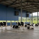 Música, aspersores e menos vacas por fazenda: a aposta que reduz o estresse animal Vacas Holstein calmas em estábulo moderno de produção integrada de leite em Navarra, Espanha, com ventiladores industriais, ambiente limpo e espaço generoso que inclui música para reduzir o estresse animal