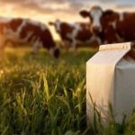 Leite no Uruguai vale menos que em 2024; veja como o setor reage 🌱 A chegada da primavera aumenta o volume de leite no Uruguai justamente quando o preço ao produtor já não vinha bem. Entenda o impasse.