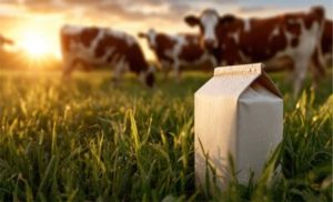 🌱 A chegada da primavera aumenta o volume de leite no Uruguai justamente quando o preço ao produtor já não vinha bem. Entenda o impasse.