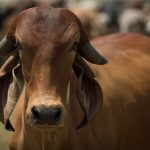 Pecuária de precisão vai movimentar R$ 67 bi até 2030 no Brasil pecuária