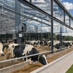 Por que a licença social da pecuária leiteira está em jogo 🐄 Uma conta que começa antes do primeiro litro de leite está redefinindo o que significa ser um tambo eficiente.