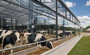 🐄 Uma conta que começa antes do primeiro litro de leite está redefinindo o que significa ser um tambo eficiente.