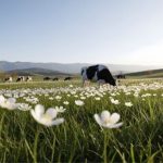 Santo Cristo seleciona 50 produtores para reforçar produção de leite 🐄 Sementes, adubo e prazo até 31 de agosto: um novo programa está mudando a rotina de pequenos produtores no Rio Grande do Sul.