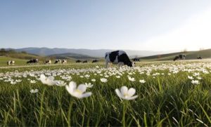 🐄 Sementes, adubo e prazo até 31 de agosto: um novo programa está mudando a rotina de pequenos produtores no Rio Grande do Sul.