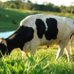 Preço do leite recua a R$ 2,48 no RS em agosto, projeta Conseleite 🐄 Um novo modelo de cálculo chegou para ficar — e ele muda a forma como o preço do leite no RS é medido daqui para frente.