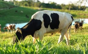 🐄 Um novo modelo de cálculo chegou para ficar — e ele muda a forma como o preço do leite no RS é medido daqui para frente.
