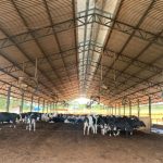 Produtor de MG dobra produção de leite com sistema Compost Barn 🐄 Uma mudança no manejo diário transformou os resultados de uma fazenda na zona rural de Divinópolis