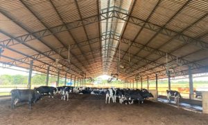 🐄 Uma mudança no manejo diário transformou os resultados de uma fazenda na zona rural de Divinópolis
