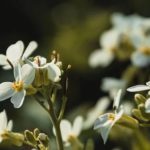 Plantas podem produzir proteína do leite — e isso muda o jogo planta