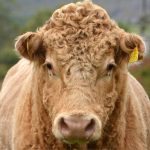 Touro pula cerca, fecunda 30 vacas Jersey em caso judicial Touro