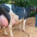 Sítio familiar mineiro cria a vaca mais produtiva do Brasil vaca