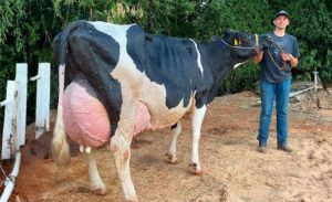 vaca