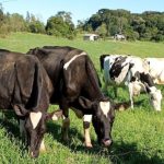 Pecuaristas gaúchos têm até outubro para pagar nova taxa sanitária Pecuaristas