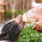 Leite de porca supera o de vaca em proteína, mas nunca virou produto leite