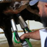 O fator que separa uma vaca de 6 kg de uma vaca de 90 kg de leite leite