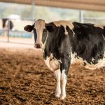 O que o calor faz com a vaca leiteira — e por que isso custa caro 🐄 Ondas de calor sucessivas colocam em alerta produtores de todo o país. Entenda o que acontece com as vacas e o que fazer.