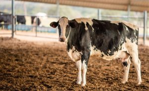 🐄 Ondas de calor sucessivas colocam em alerta produtores de todo o país. Entenda o que acontece com as vacas e o que fazer.