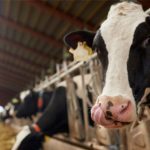 Indústria gaúcha de leite opera pela metade e perde mercado 🥛 A produção de leite no RS bateu recorde recente, mas isso não é boa notícia para todo mundo.