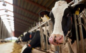 🥛 A produção de leite no RS bateu recorde recente, mas isso não é boa notícia para todo mundo.