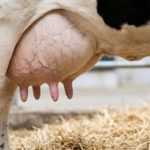 Mais de 55 mil famílias abandonam produção de leite no RS Em dez anos, o leite perdeu milhares de famílias no RS — e o campo mudou de rumo
