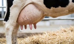 Em dez anos, o leite perdeu milhares de famílias no RS — e o campo mudou de rumo