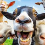 Coqueiros, cabras e ciência: a aposta por um polo de leite de cabra na PB cabra