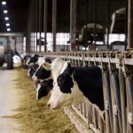 Como nascem os rebanhos leiteiros de alta produtividade vitalícia 📊 Existe uma categoria de vacas leiteiras que poucos produtores conseguem alcançar. Entenda por quê.