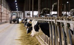 📊 Existe uma categoria de vacas leiteiras que poucos produtores conseguem alcançar. Entenda por quê.