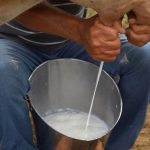 Leite em Mato Grosso: preço cai 12%, mas sinais de reação aparecem Depois de meses de pressão, alguns sinais começam a alterar a dinâmica do mercado do leite em Mato Grosso.