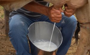 Depois de meses de pressão, alguns sinais começam a alterar a dinâmica do mercado do leite em Mato Grosso.