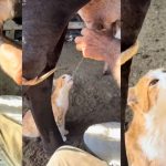 "Um peito é do gato": cena de ordenha com gato viraliza no Instagram 🐄 Um vaqueiro mineiro registrou um momento inusitado com seu pet no meio da rotina de ordenha — e as redes não deixaram passar.