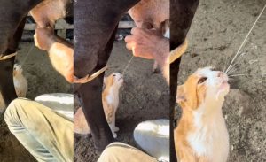 🐄 Um vaqueiro mineiro registrou um momento inusitado com seu pet no meio da rotina de ordenha — e as redes não deixaram passar.