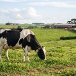A capital nacional do leite que concentra alta tecnologia genética e a maior bacia leiteira do país O produtor que investe no bem-estar dos animais consegue faturar bem mais no final do mês.