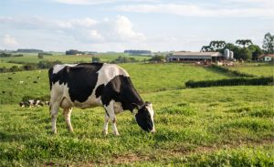 O produtor que investe no bem-estar dos animais consegue faturar bem mais no final do mês.