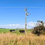 Vaca leiteira eletrocutada gera indenização de R$ 12 mil em Goiás Um caso em Goiás mostra o que um produtor pode exigir quando perde um animal por falha da rede elétrica ⚡