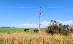Um caso em Goiás mostra o que um produtor pode exigir quando perde um animal por falha da rede elétrica ⚡