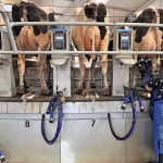 400 vacas, três ordenhas e uma fazenda em constante modernização A transformação não aconteceu de uma vez: começou há anos e hoje envolve tecnologia, manejo, alimentação e infraestrutura. 🌱