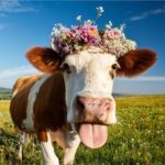 Leite entra na lista de alimentos com alta densidade nutricional 🥛 Um índice criado nos Estados Unidos reorganiza a forma de avaliar alimentos — e o leite aparece bem posicionado nele.