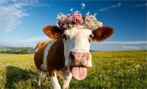 🥛 Um índice criado nos Estados Unidos reorganiza a forma de avaliar alimentos — e o leite aparece bem posicionado nele.