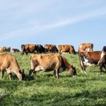 Fonterra, Nestlé e Arla juntas: o que está em jogo no leite global 🌍 De emissões a inteligência artificial: um encontro internacional promete pautar as próximas decisões do leite.